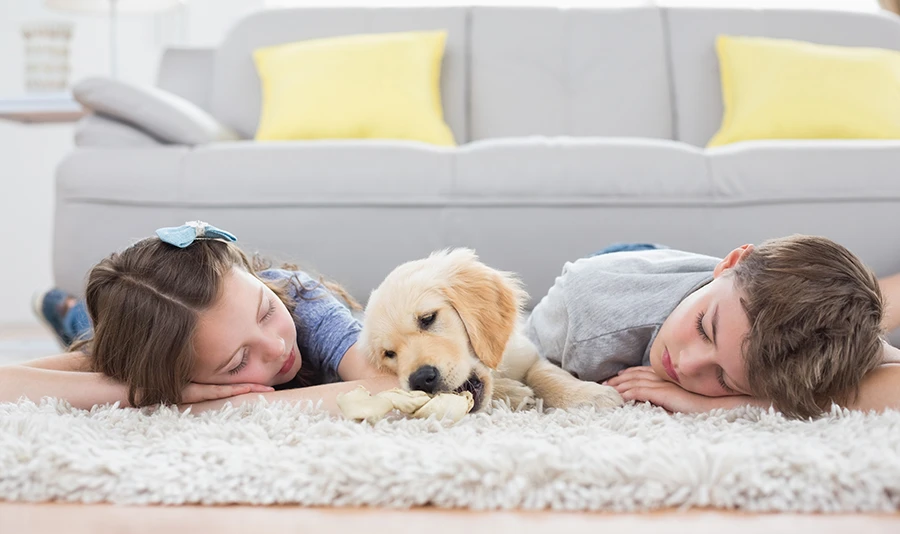 How Pets Impact Your Indoor Air Quality Pets impact your indoor air quality