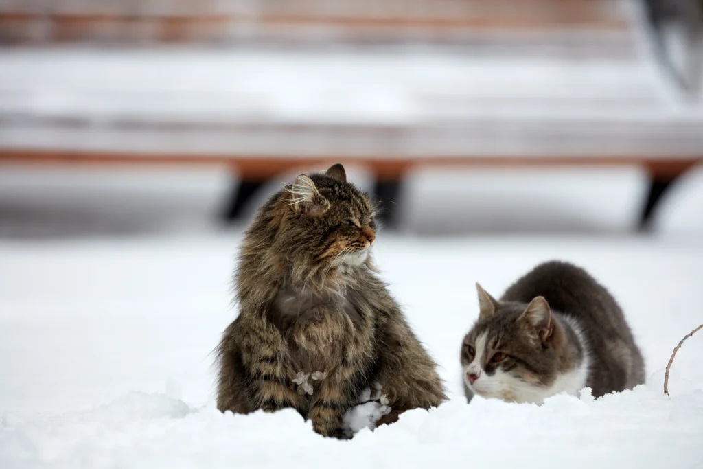 How Pets Impact Your Indoor Air Quality How Pets Impact Your Indoor Air Quality